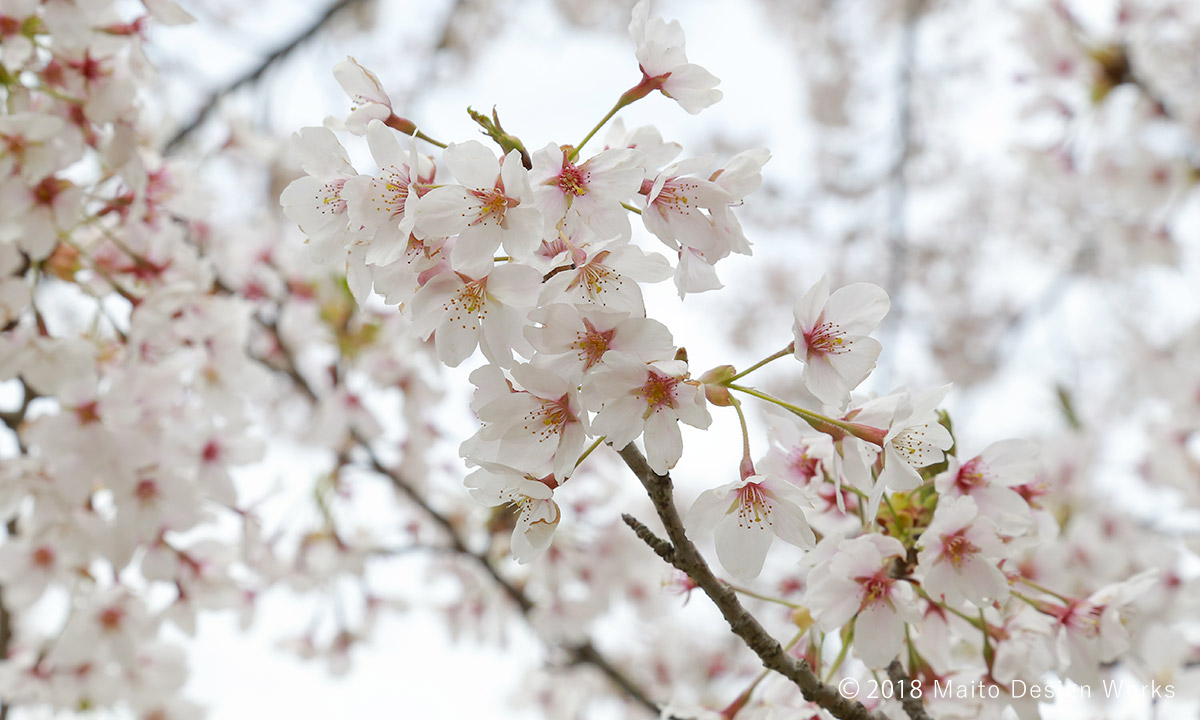 桜染め　染井吉野　花