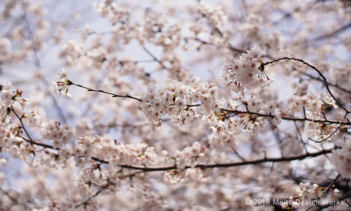 桜染め　染井吉野