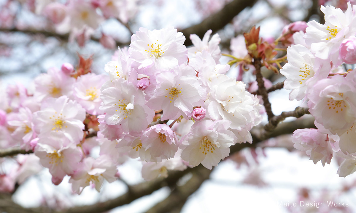 桜染め　衣笠　桜