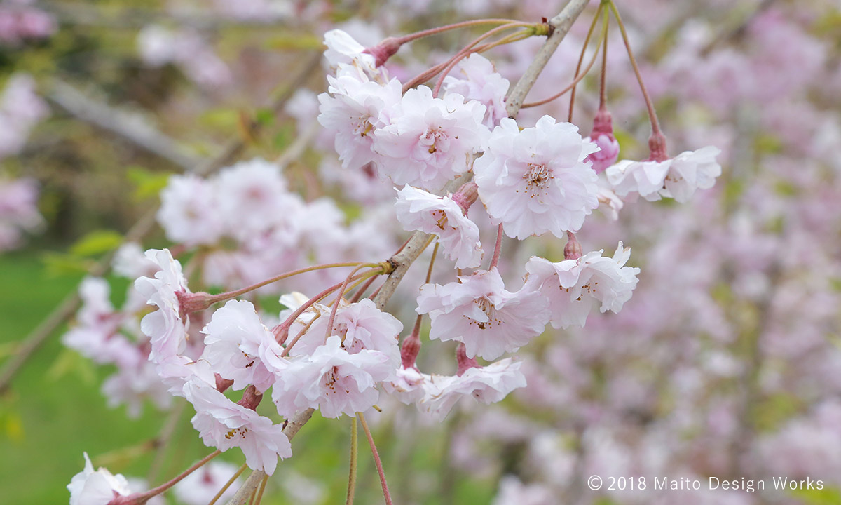 桜染め　八重紅枝垂