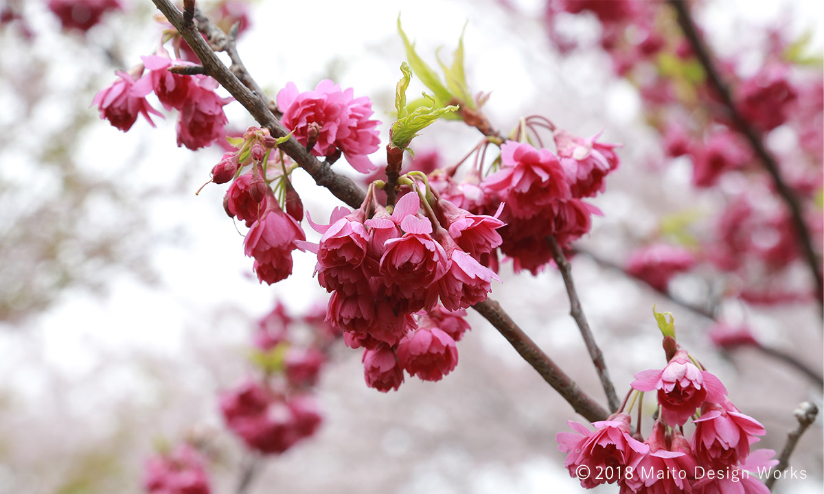 桜染め　八重寒緋桜