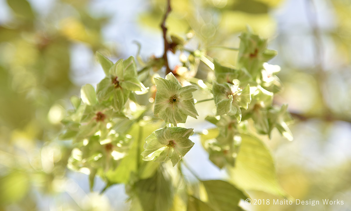 桜染め　御衣黄　桜