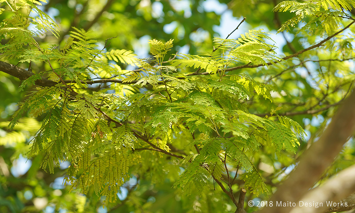 蘇芳 スオウ caesalpinia peltophoroides