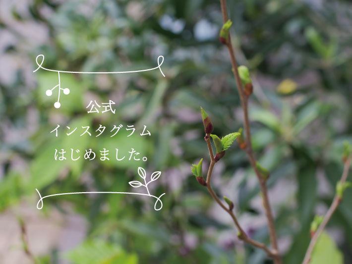公式instagram開始のお知らせ