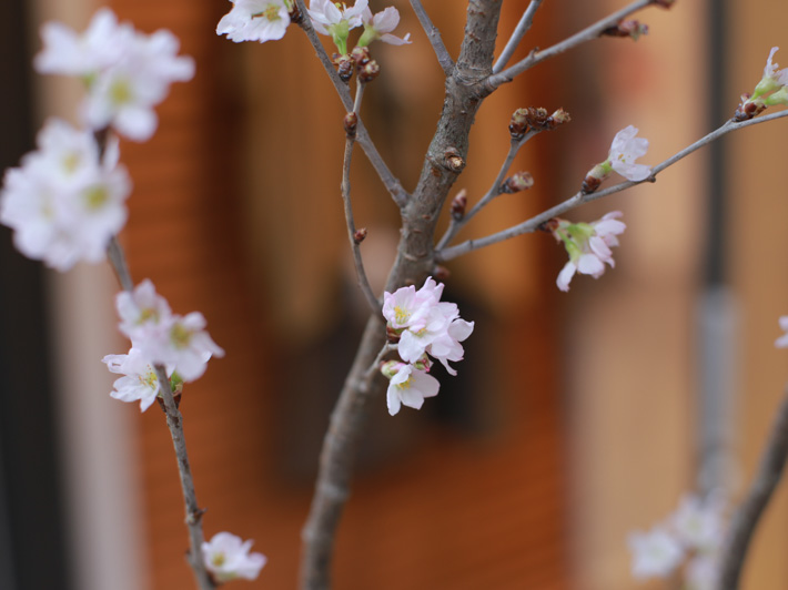 MAITO期間限定ショップ 2019年2月