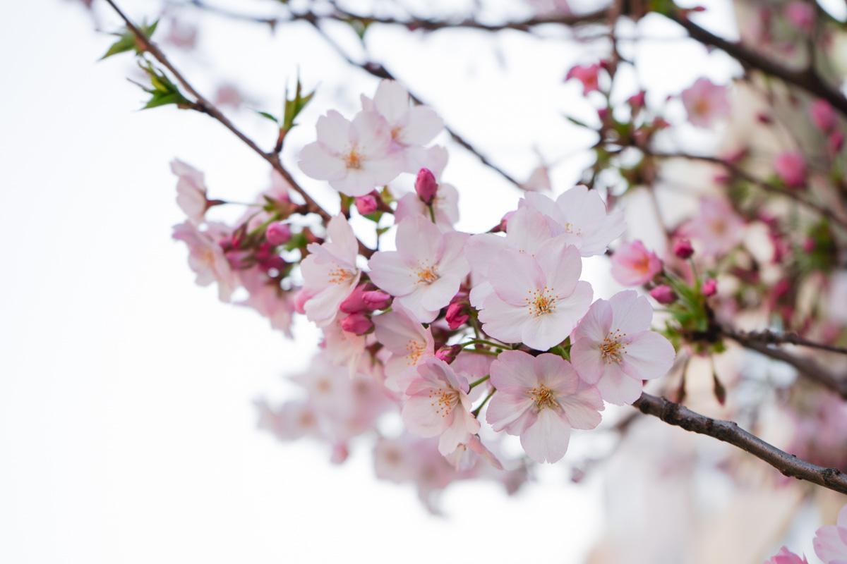 桜