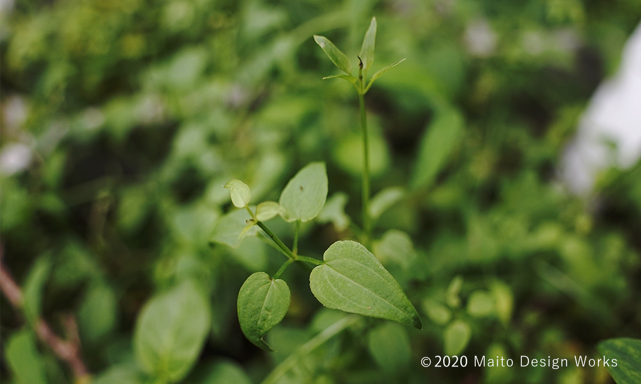 日本茜　インド茜　茜染め