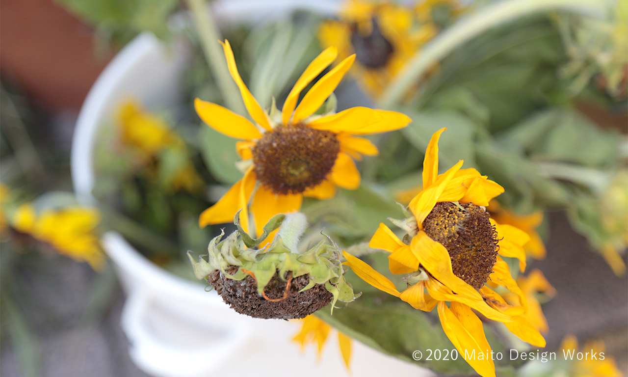 sunflowerdye