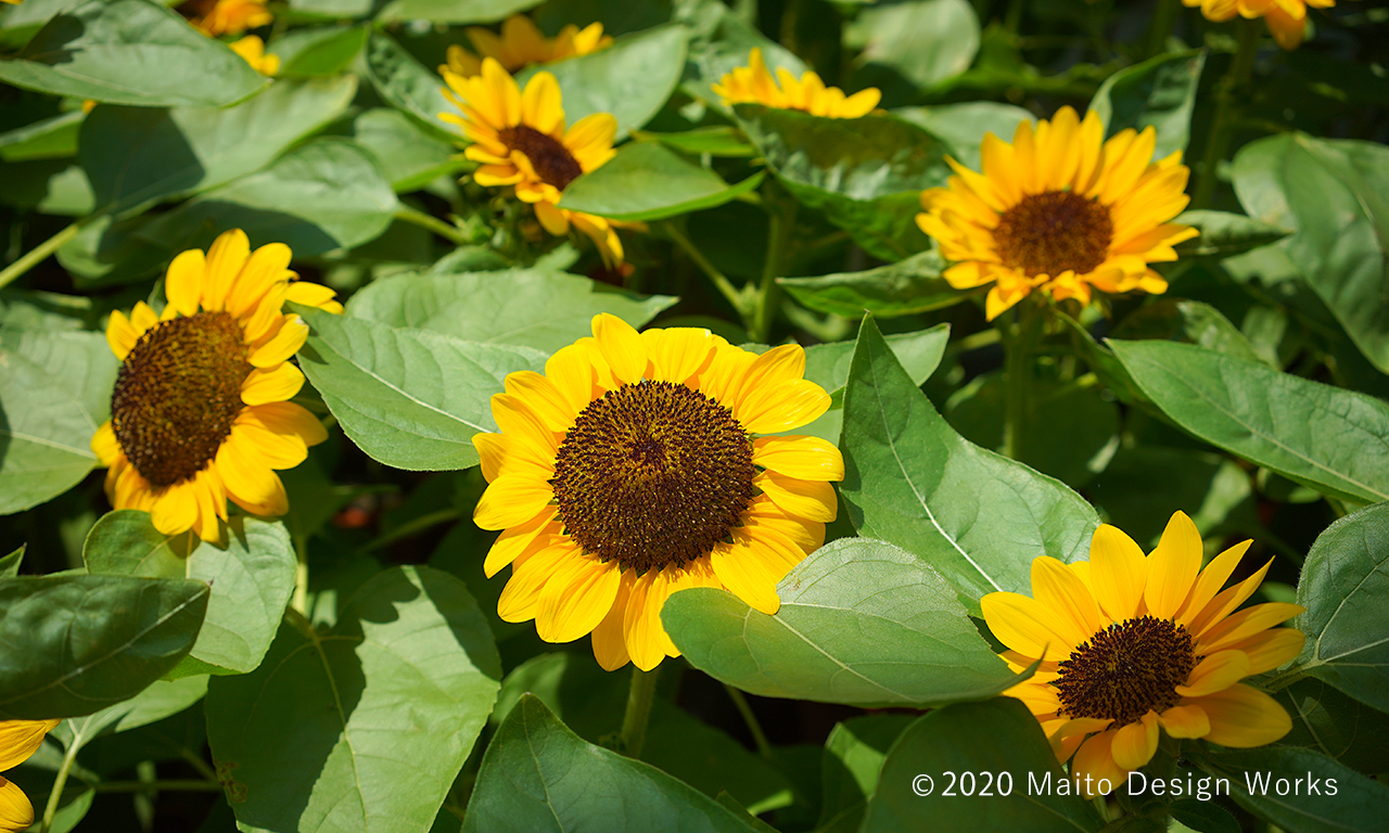 sunflower
